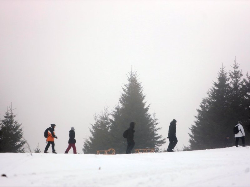 Harz Wildschweine.jpg