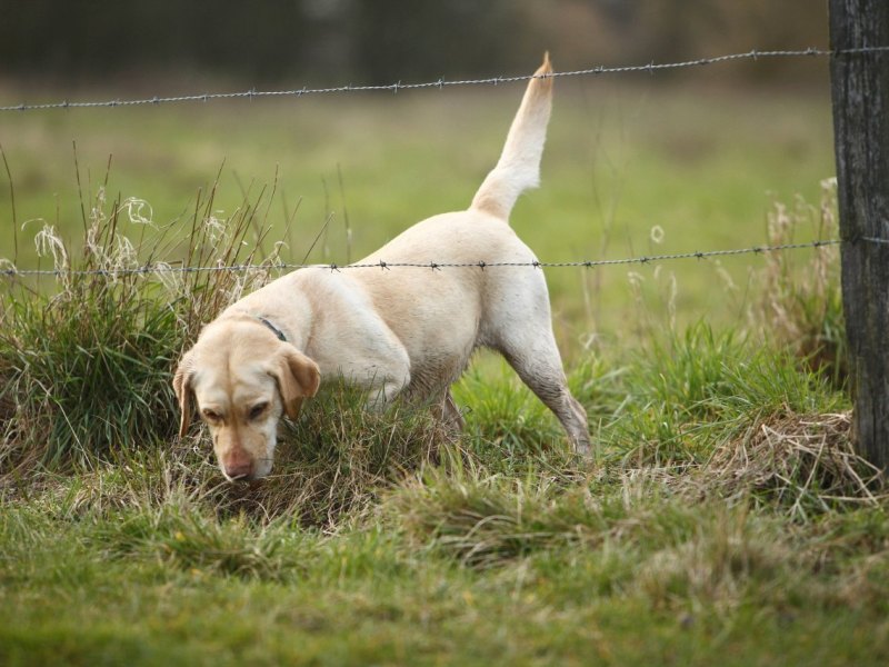 Hund im Kreis Peine.jpg