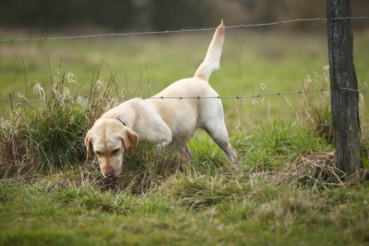 Hund im Kreis Peine.jpg