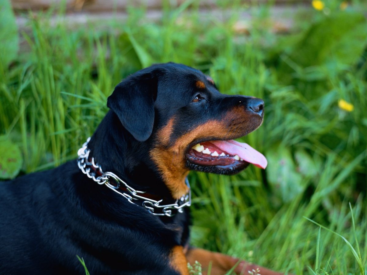 Hund in Braunschweig Stachelhalsband.jpg