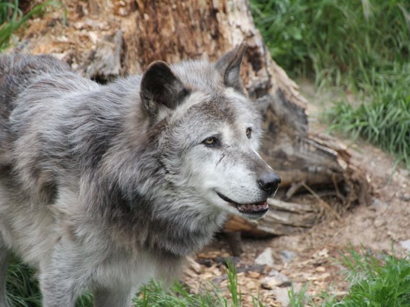 Timberwolf Fluffy__Erlebnis-Zoo Hannover.jpg