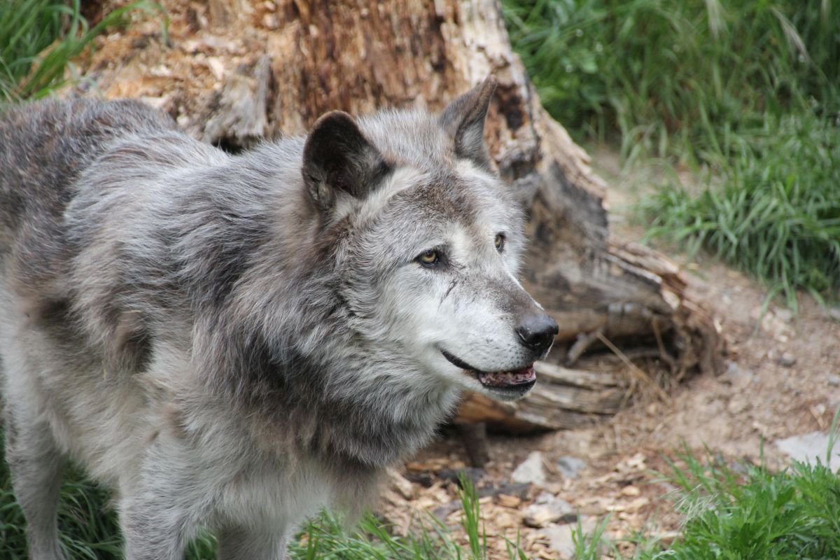 Timberwolf Fluffy__Erlebnis-Zoo Hannover.jpg