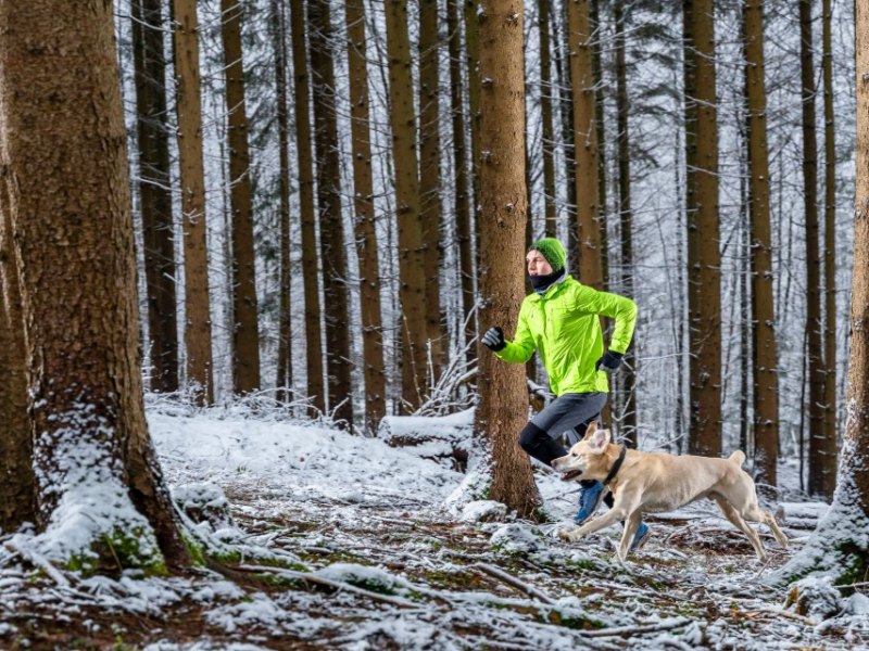 Harz Hund