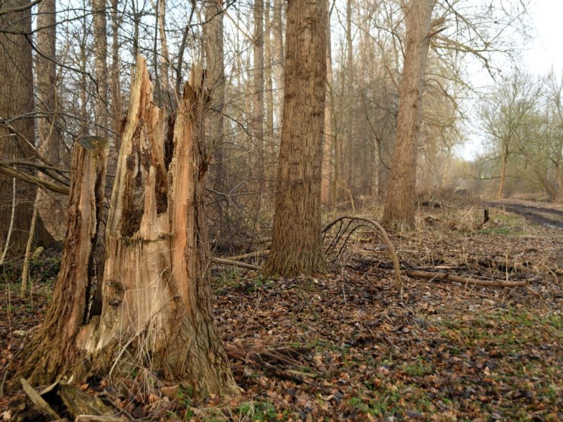 Holzfällen