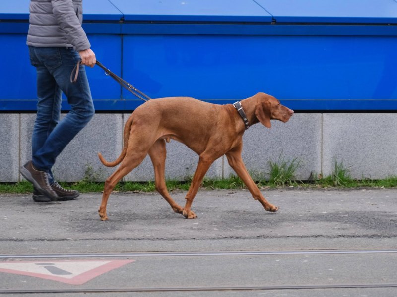 Hund Braunschweig.jpg
