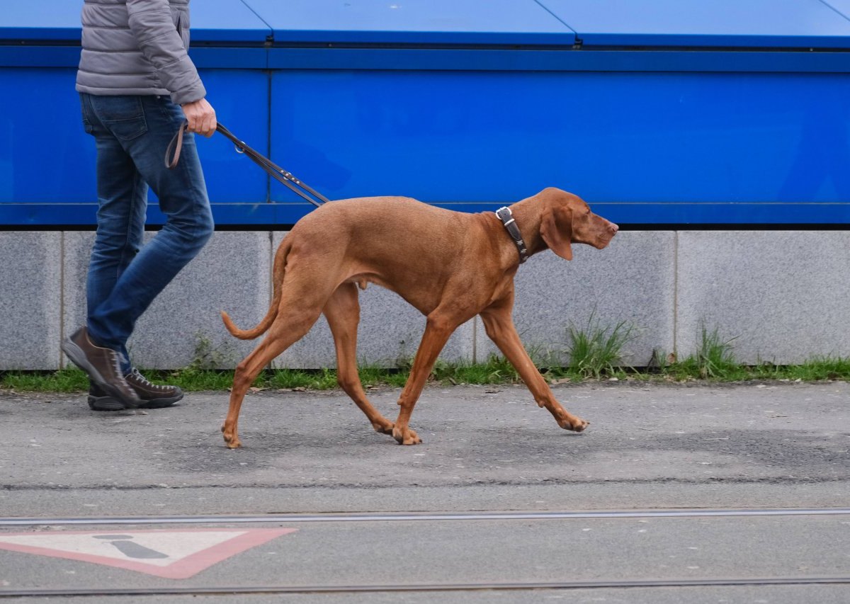 Hund Braunschweig.jpg