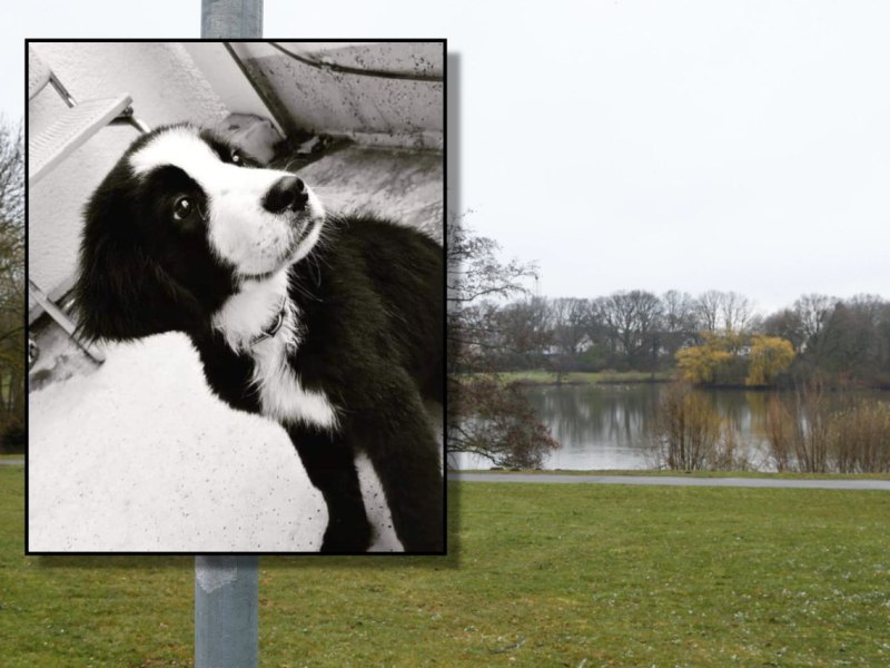 Hund Wolfsburg.jpg