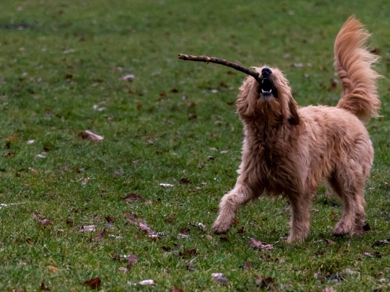 Hund in Braunschweig.jpg