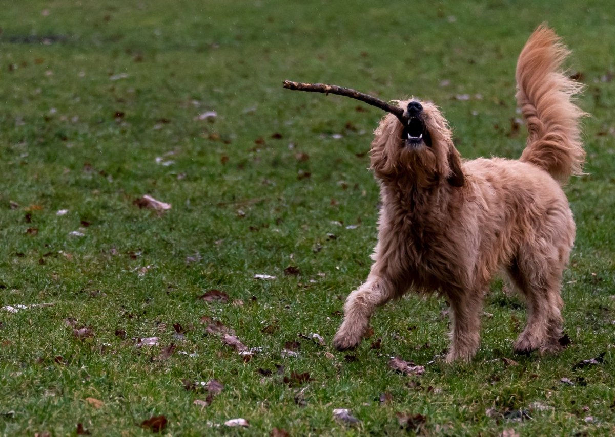 Hund in Braunschweig.jpg