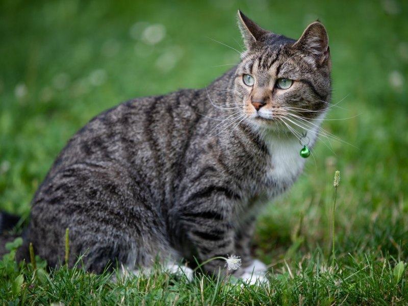 Kreis Peine Kater.jpg