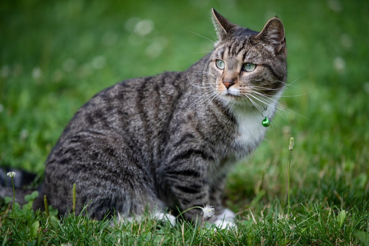 Kreis Peine Kater.jpg