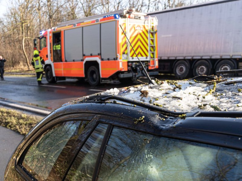 Unfall umgestuerzter Baum Salzgitter