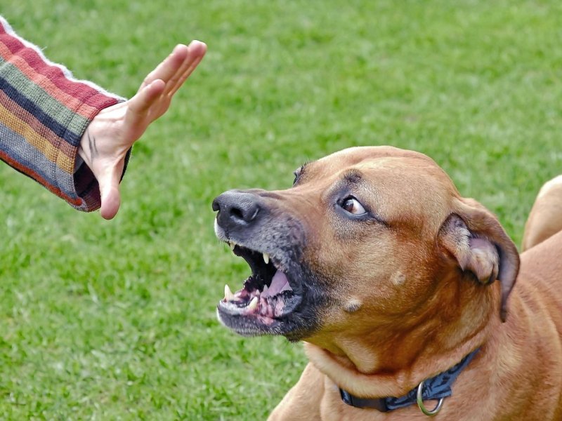 hund-aggressiv.jpg