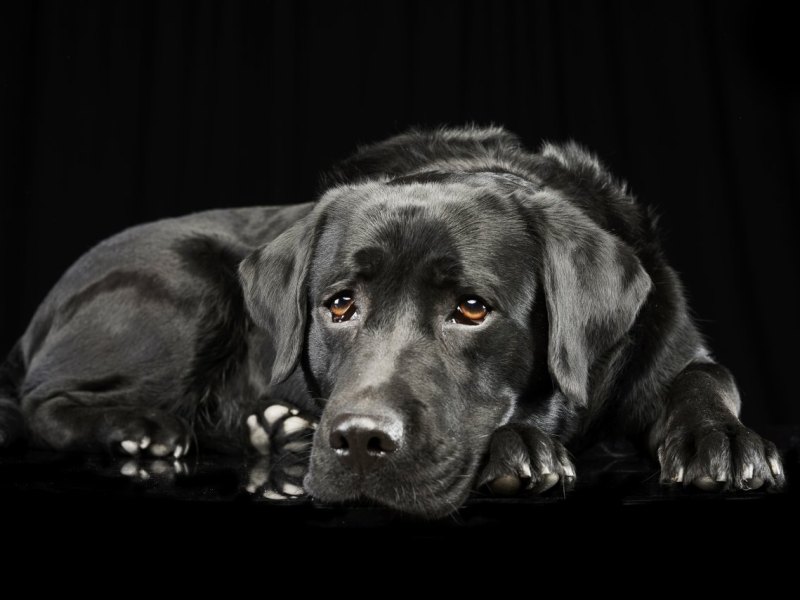 Hund in Niedersachsen.jpg