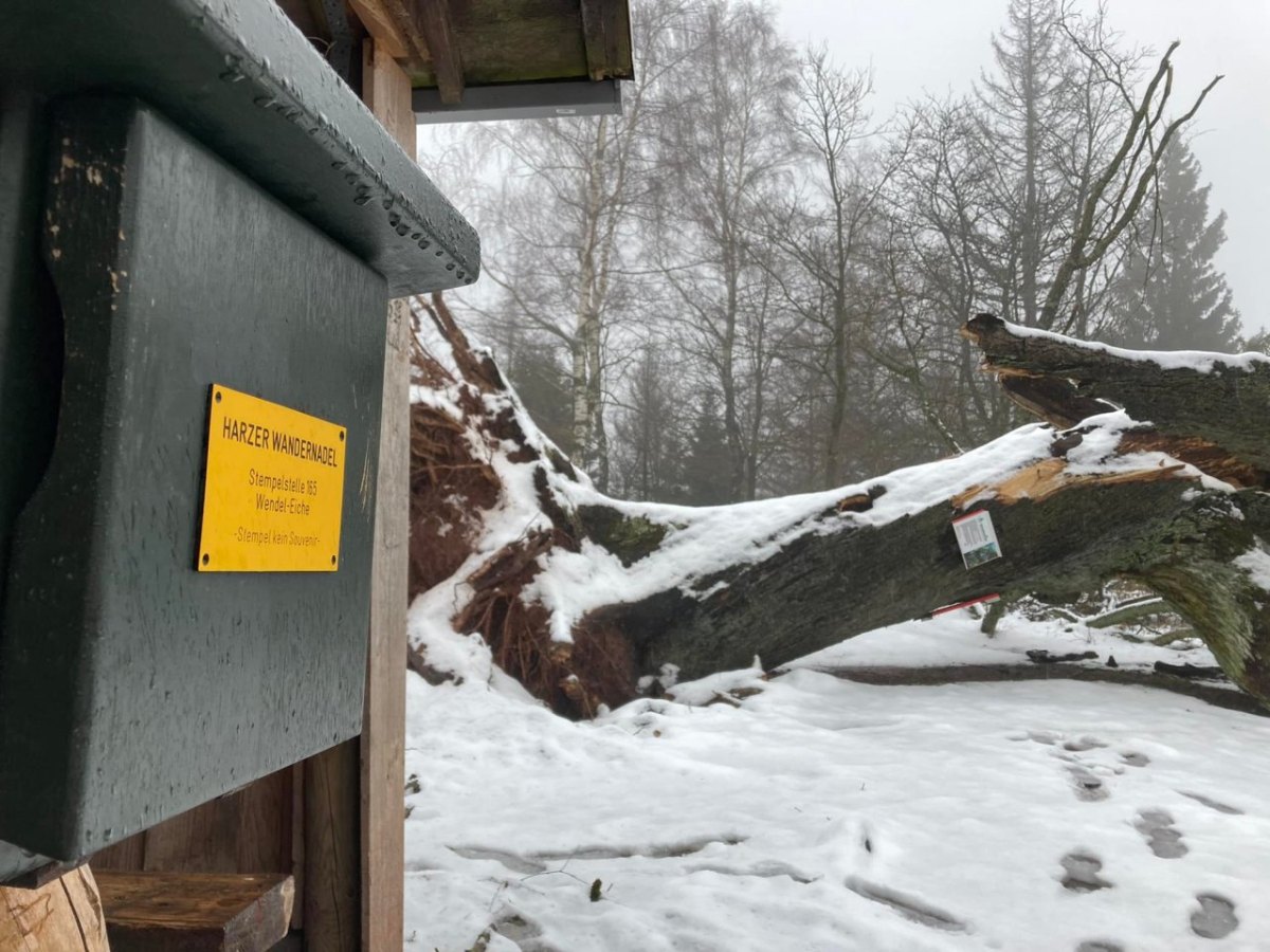 Wendel-Eiche Harz Sturm Harzer Wandernadel