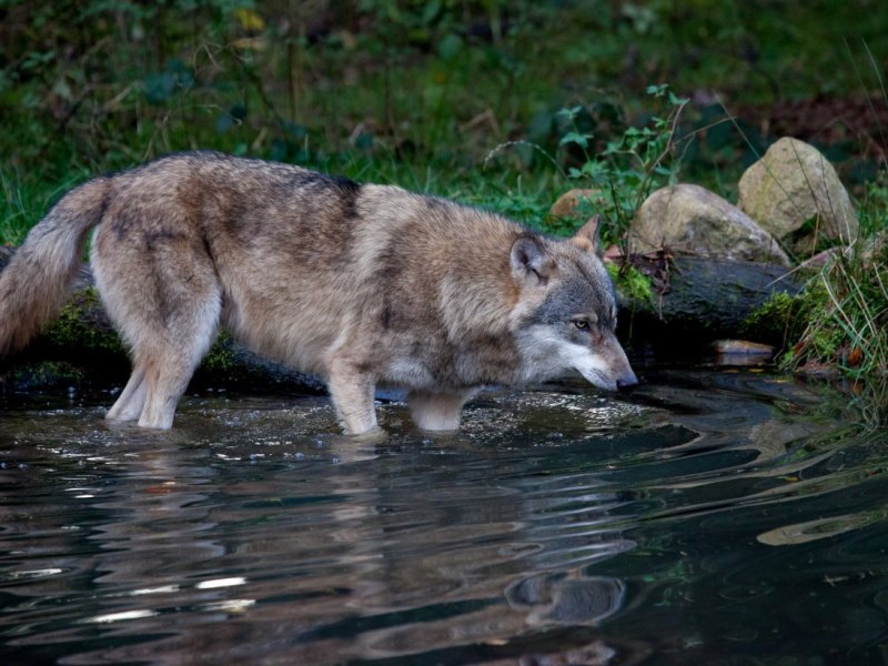 Wolf Niedersachsen