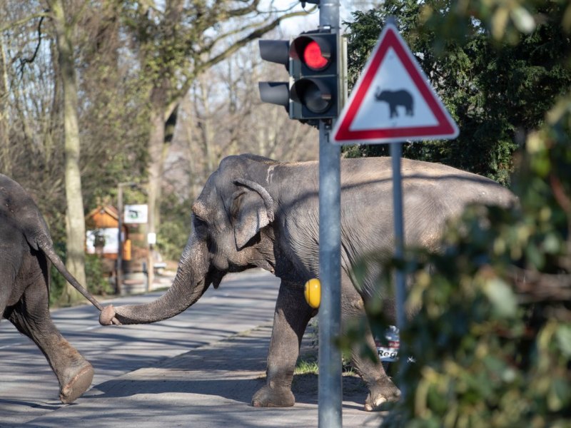 elefant niedersachsen tierpark ströhen 2