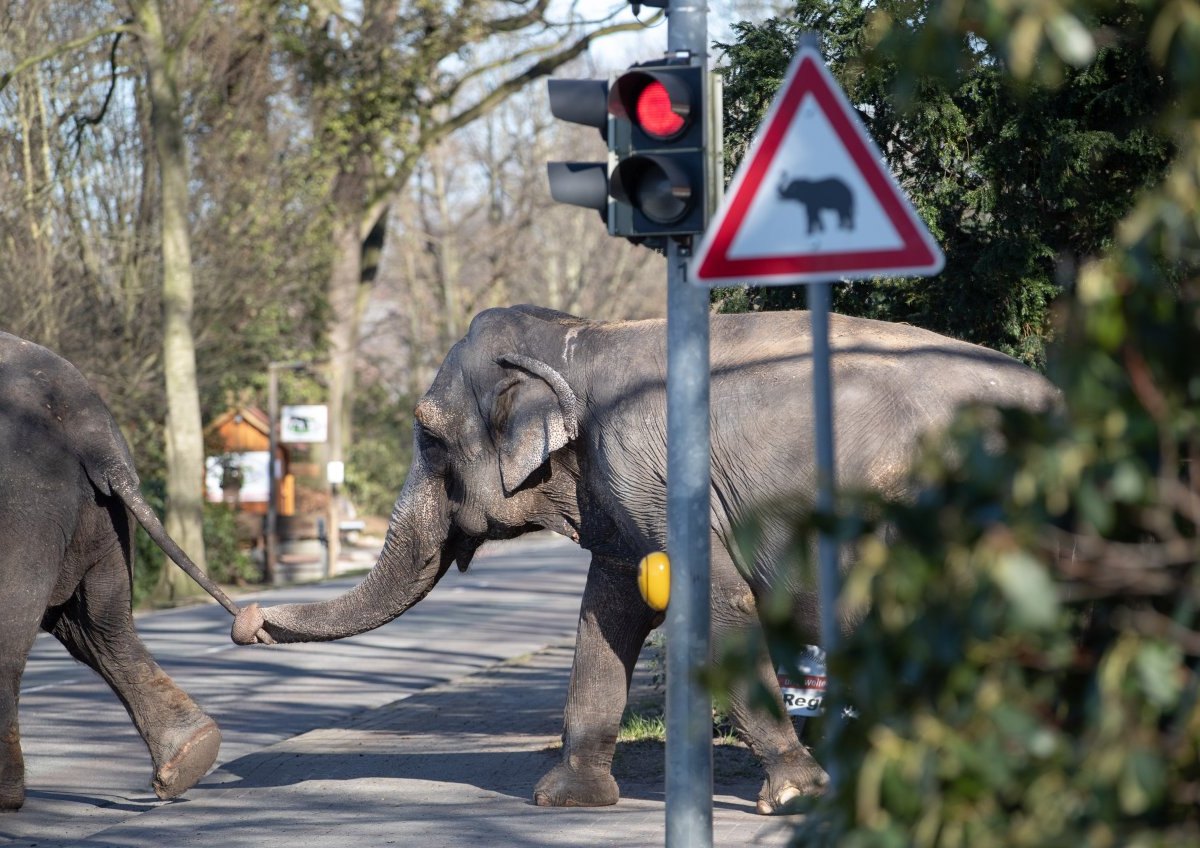 elefant niedersachsen tierpark ströhen 2