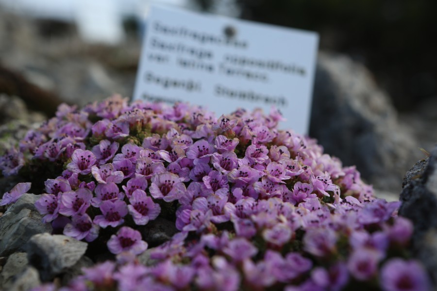 Wegen anhaltend hoher Corona-Zahlen bleibt der Brockengarten weiterhin für Besucher geschlossen. 