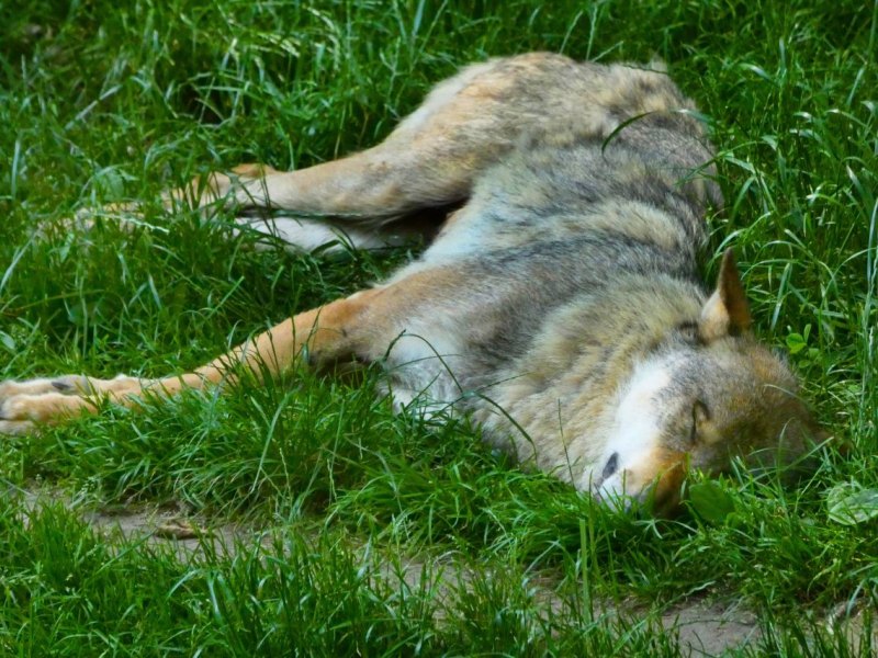 A39 Wolf.jpg