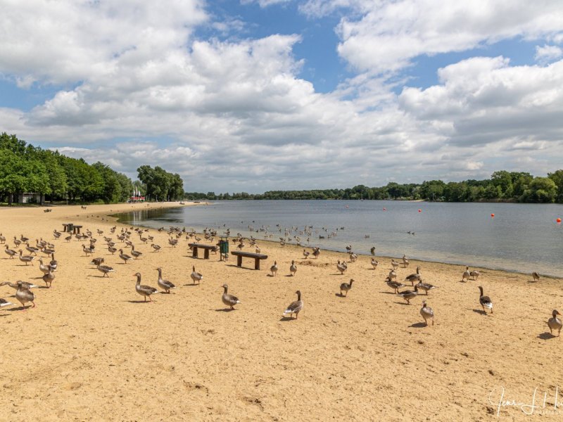 Allersee_Wolfsburg Gänse.jpg