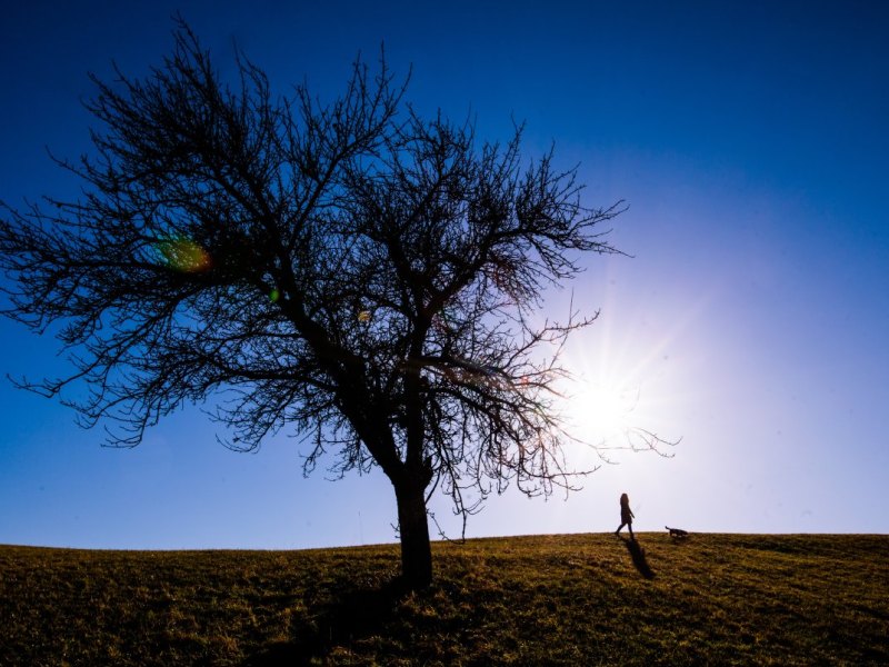 Baum, Sommer.jpg