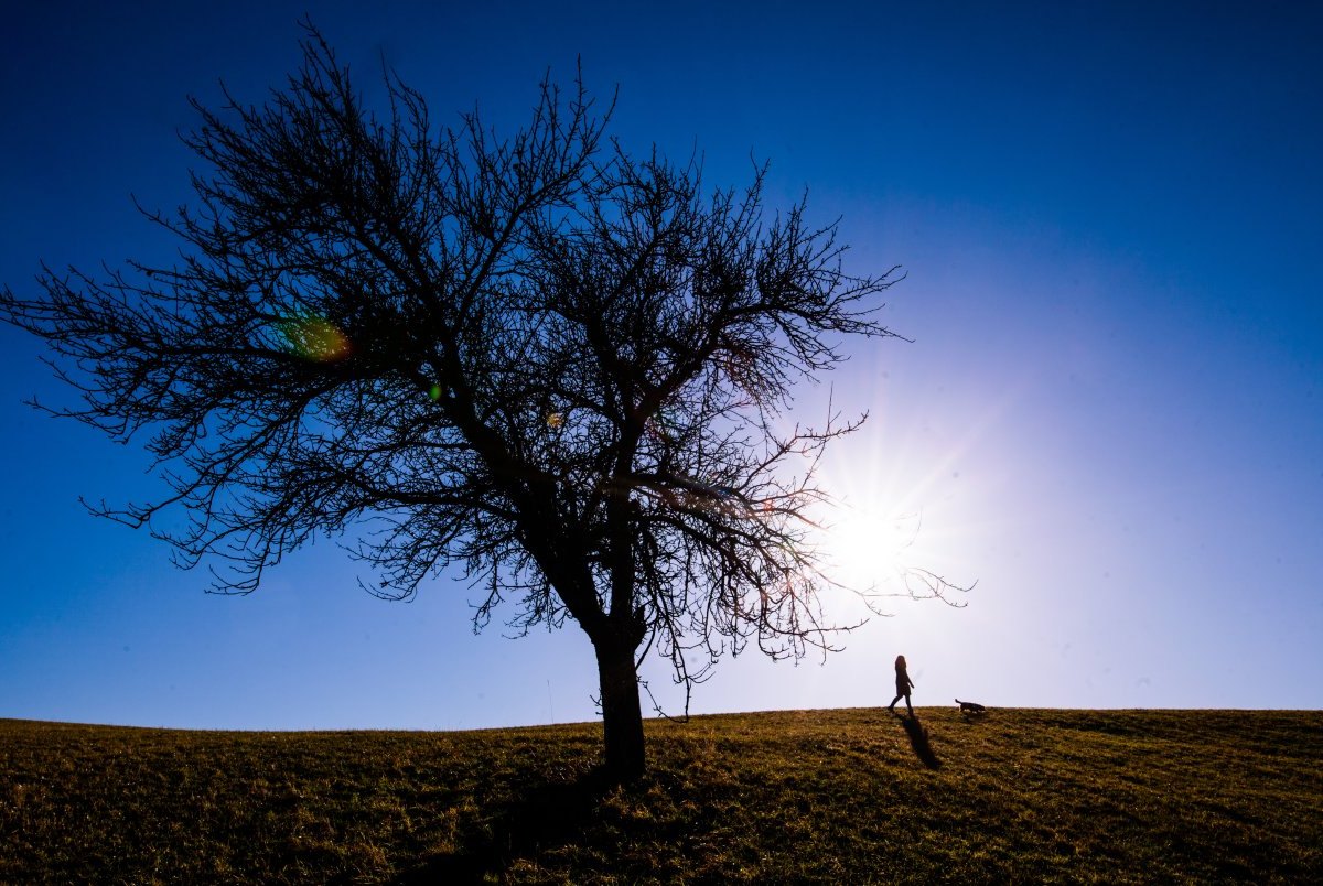 Baum, Sommer.jpg