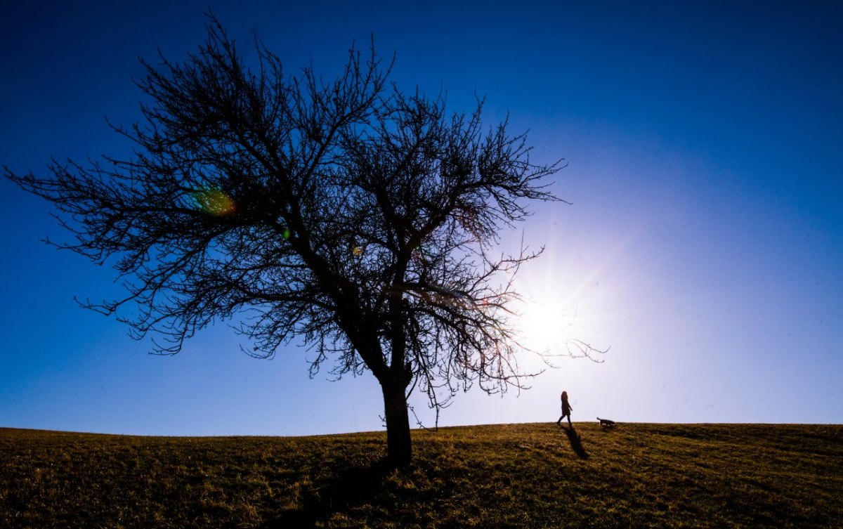 Baum, Sommer.jpg