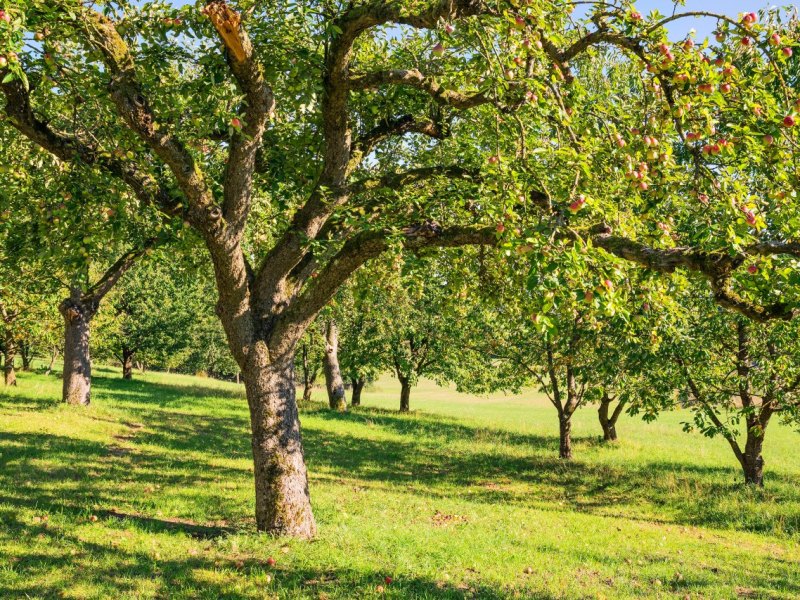 Baum
