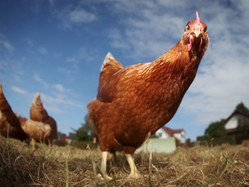 Bio_Bauernhof_Etzel Huhn Hühner Tierwohl Bio Frei-Gehege