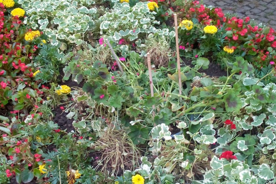 Das Blumenbeet "Am Alten Tore" wurde nun schon zum fünften Mal beschädigt - die Stadt Wolfenbüttel zieht ihre Konsequenzen. 