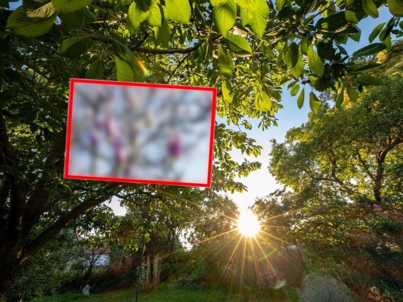 Braunschweig-Magnolien.jpg