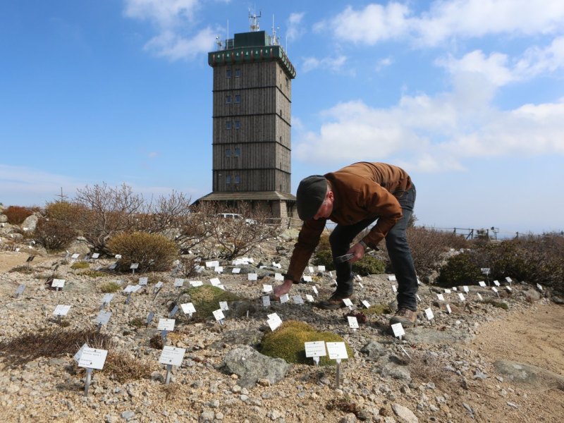 Brocken BRockengarten