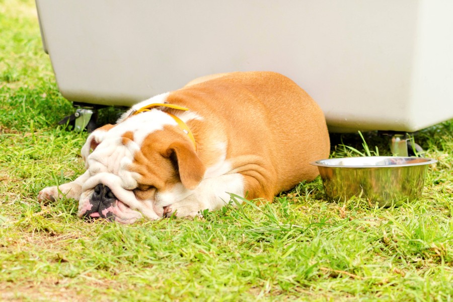 Ein Polizist hat im Harz eine Bulldogge erschossen. (Symbolbild)