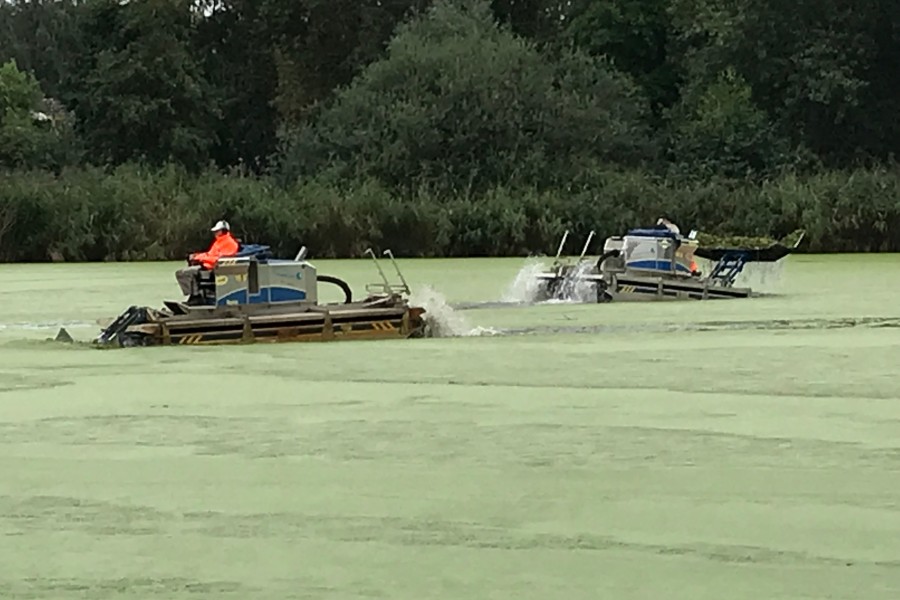 Amphibienfahrzeuge entfernen die Teichlinsen vom Dowesee in Braunschweig.