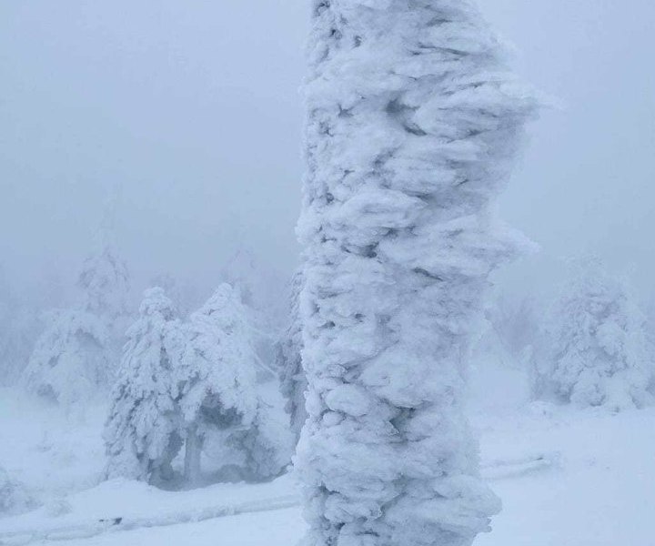 Eingefrorener Baum auf dem Brocken