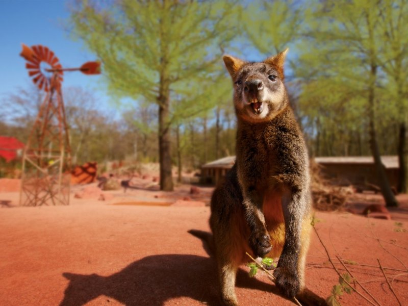 Erlebnis-Zoo_Hannover_Outback_Kaenguru_18x12cm_300dpi_RGB.jpg