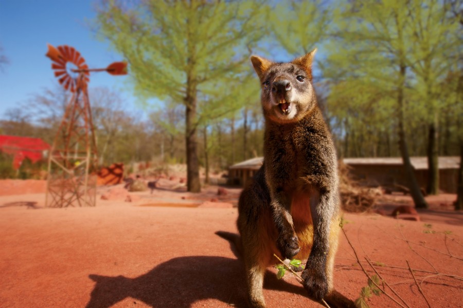 Wenn du am Wochenende ins Outback willst, musst du im Zoo Hannover ein paar Sachen beachten. 