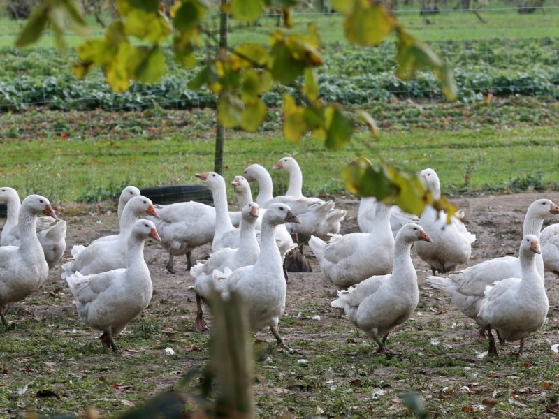 Gänse