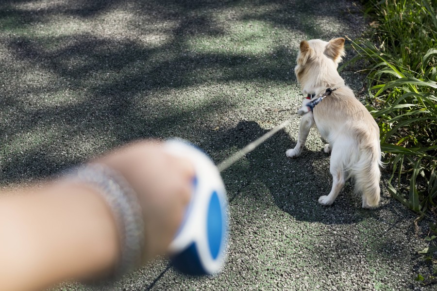 Auch in Wolfenbüttel musst du deinen Hund wieder anleinen. (Symbolbild)