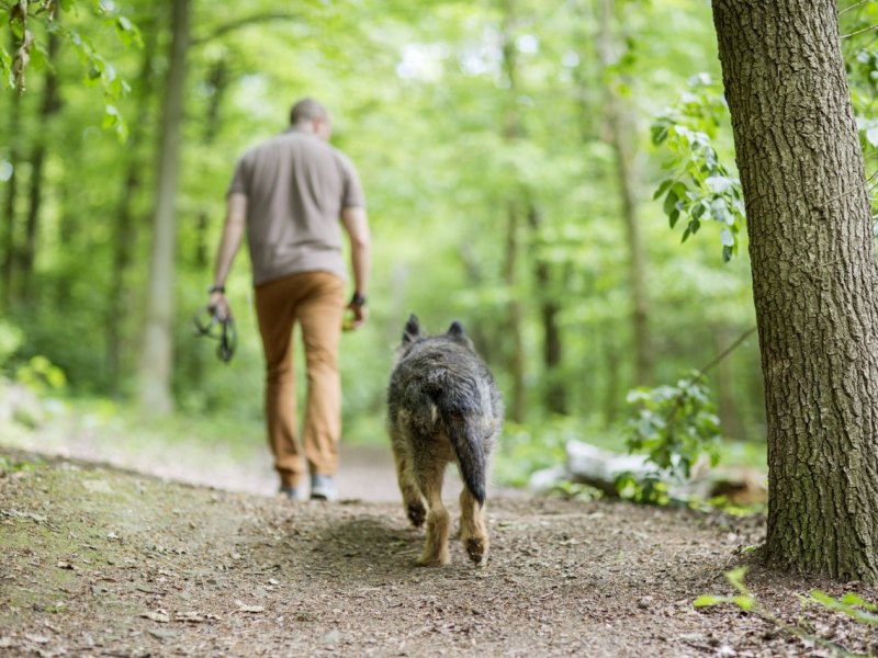 Mann spaziert im Wald mit einem Hund