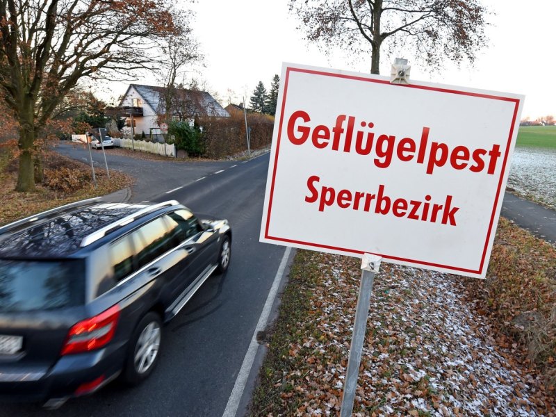 Geflügelpest.jpg