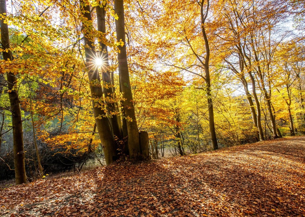 Goldener Oktober Wetter Niedersachsen.jpg