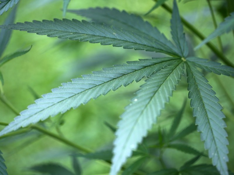 Eine Cannabis-Pflanze