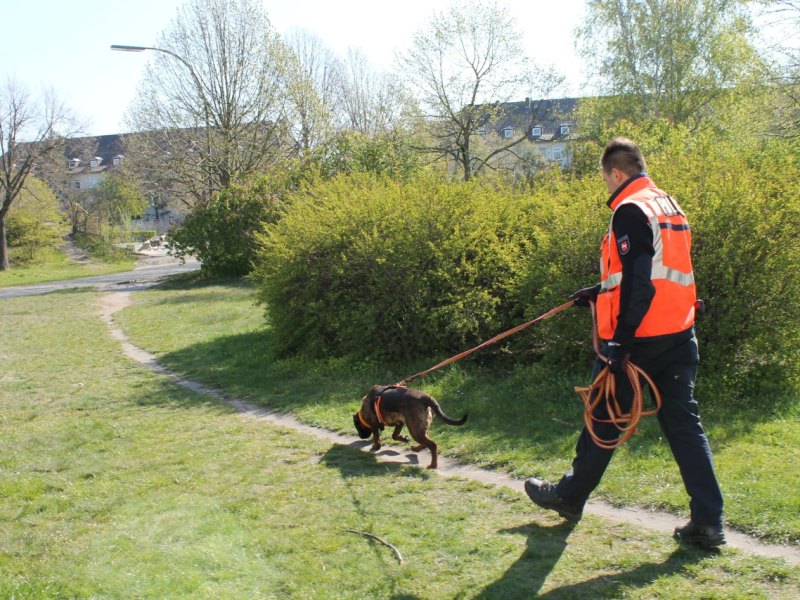 Hannover Amber Hund.jpg