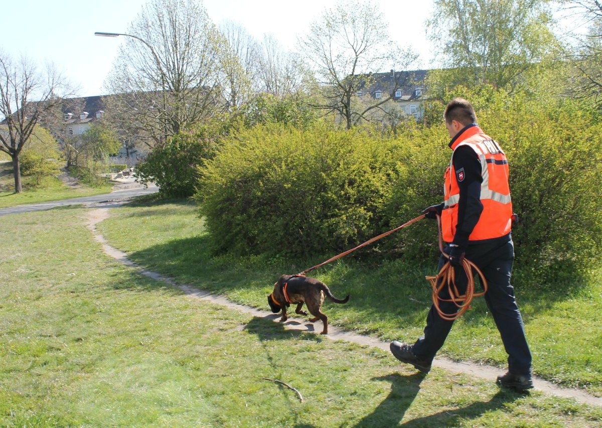 Hannover Amber Hund.jpg