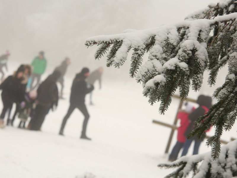 Harz.jpg