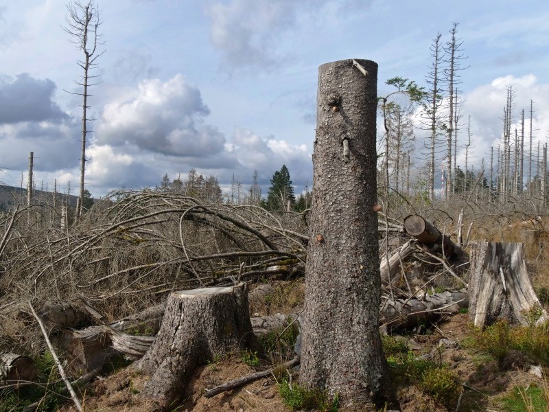 Wald im Harz