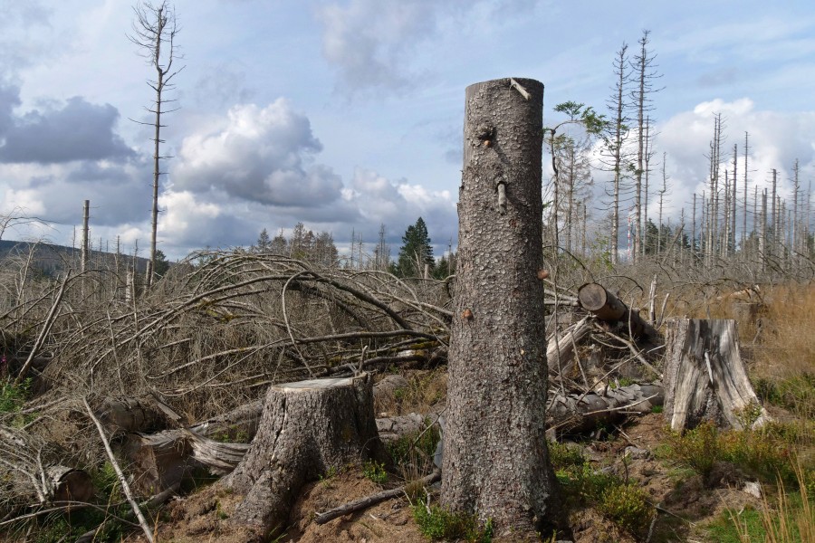 Wald im Harz