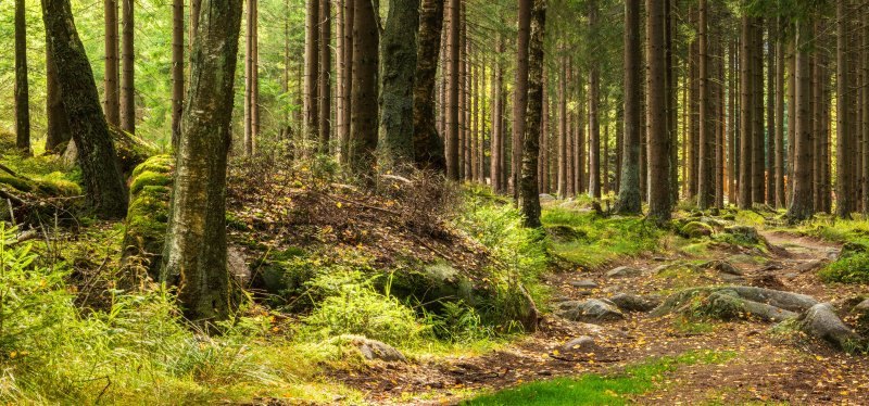 Harz.jpg